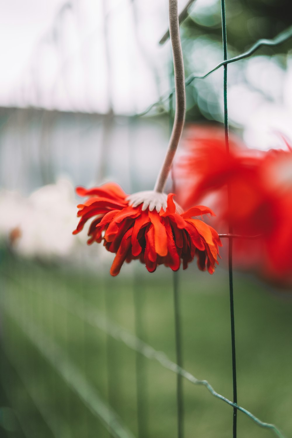 orange flower in tilt shift lens