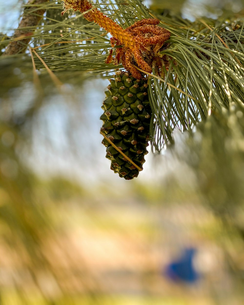 brown pine cone on green pine tree during daytime