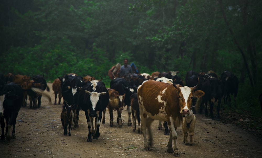 herd of cow on brown field during daytime