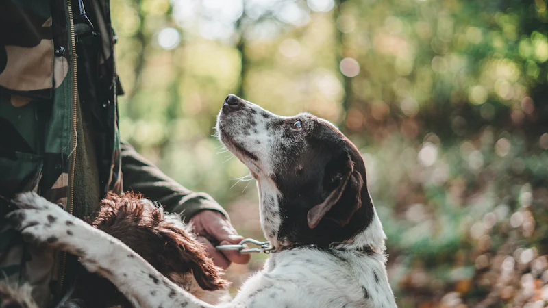 Dış mekanda sahibiyle duran Kopay tipi av köpeği