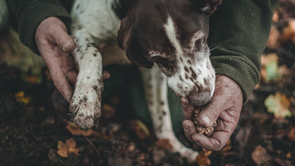 person holding brown and white short coated dog