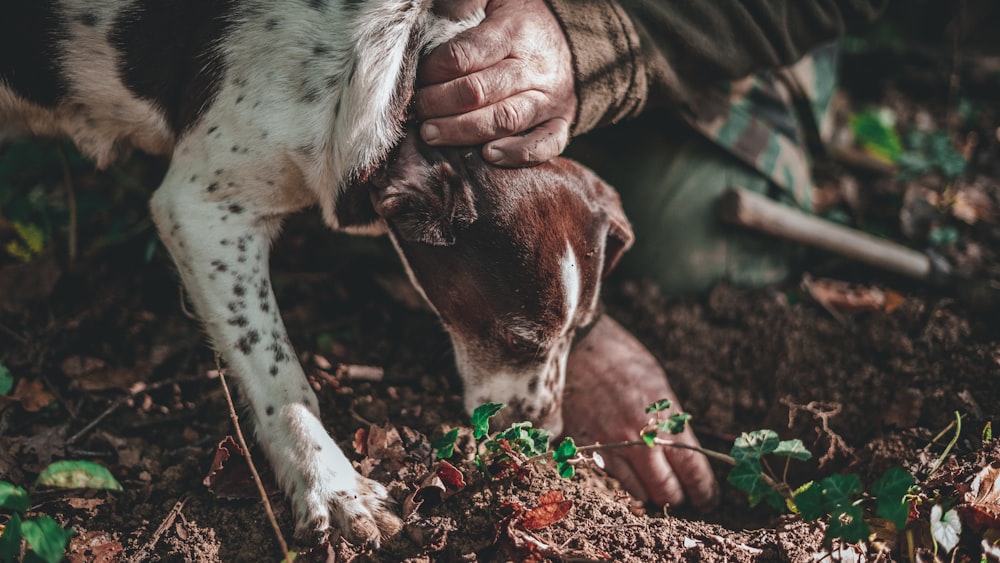 pessoa segurando o cão de pelagem curta branco e marrom