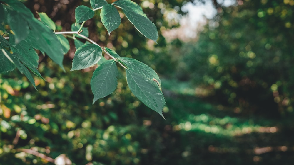 green leaf plant in close up photography