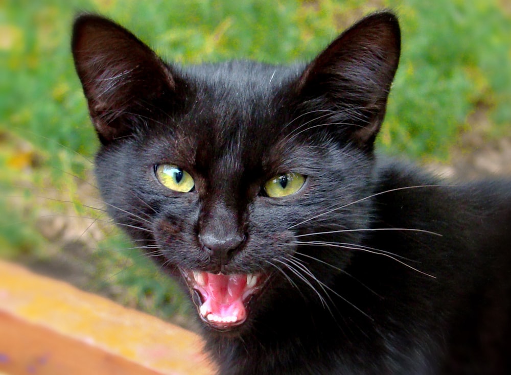 black cat on brown wooden fence