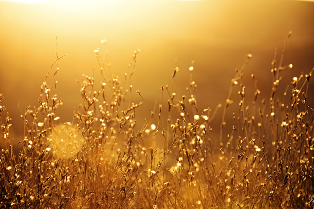 Champ d’herbe brune au coucher du soleil