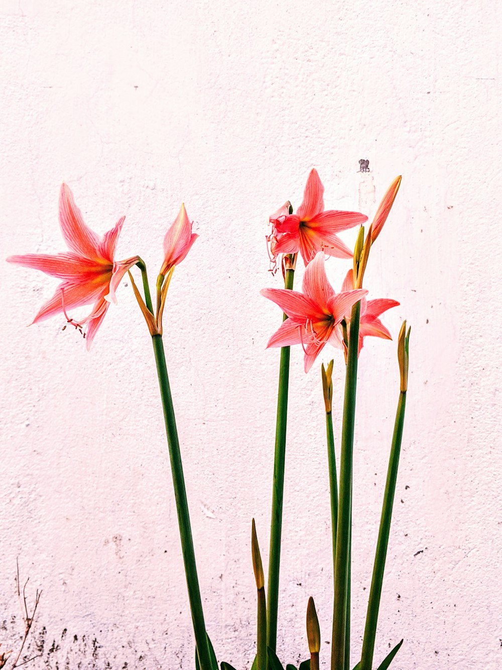 red and green flower beside white wall