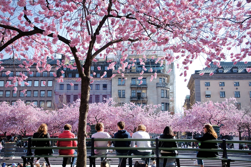 people sitting on bench under pink leaf trees during daytime