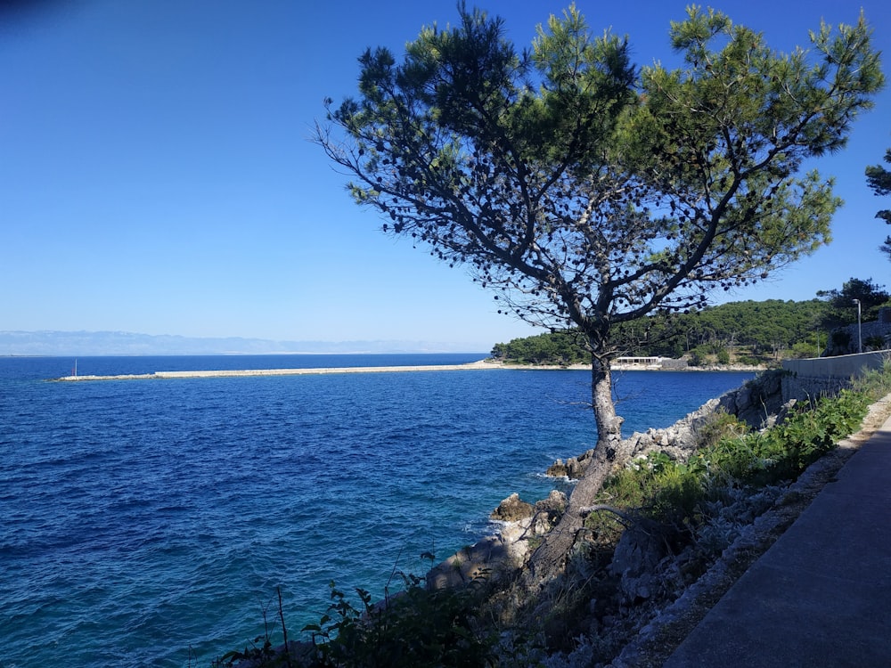 arbre vert près d’un plan d’eau pendant la journée