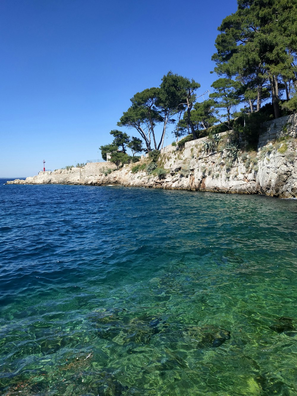 arbres verts sur le rivage rocheux pendant la journée