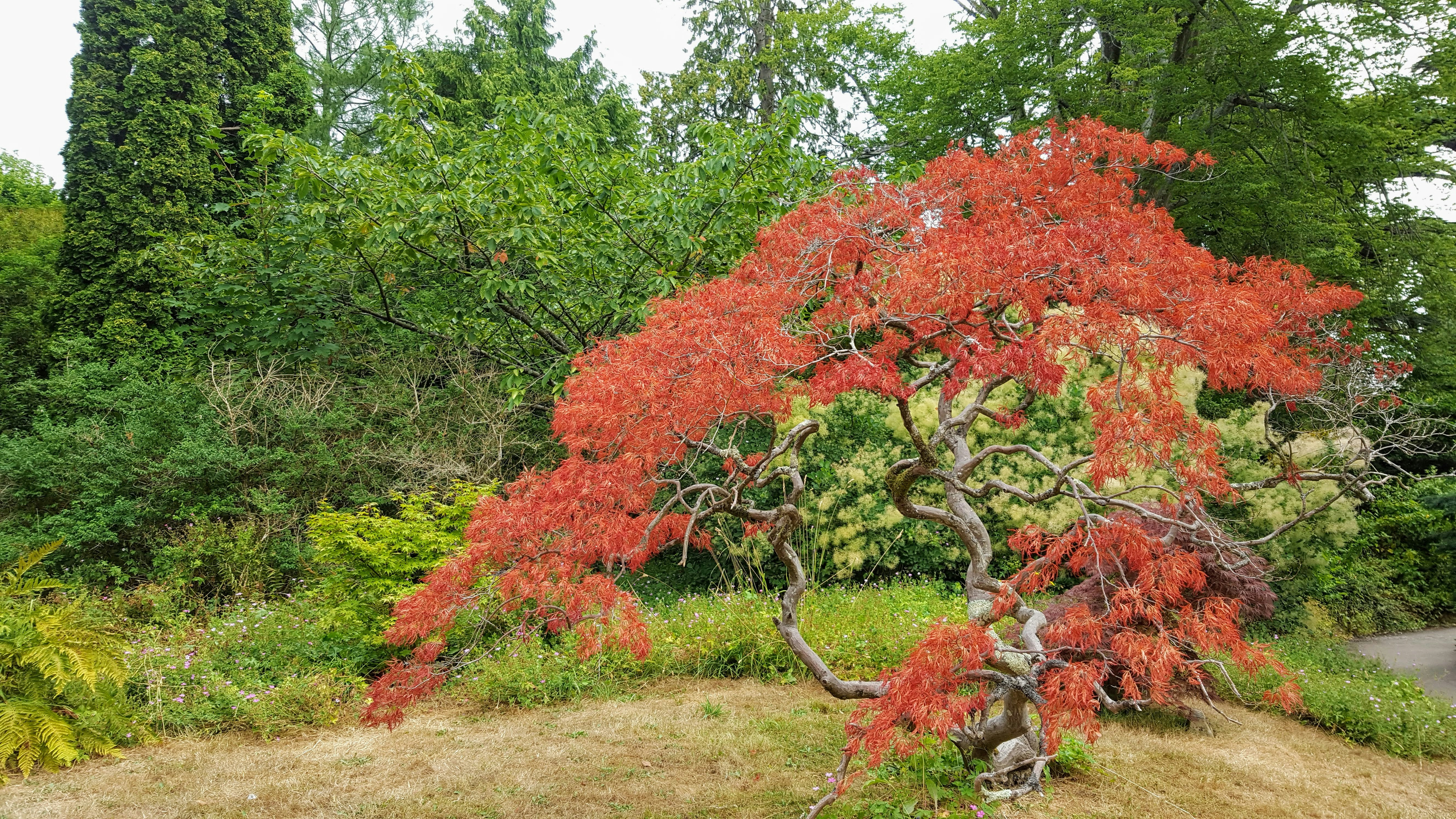 Tree in Royal Victoria Park