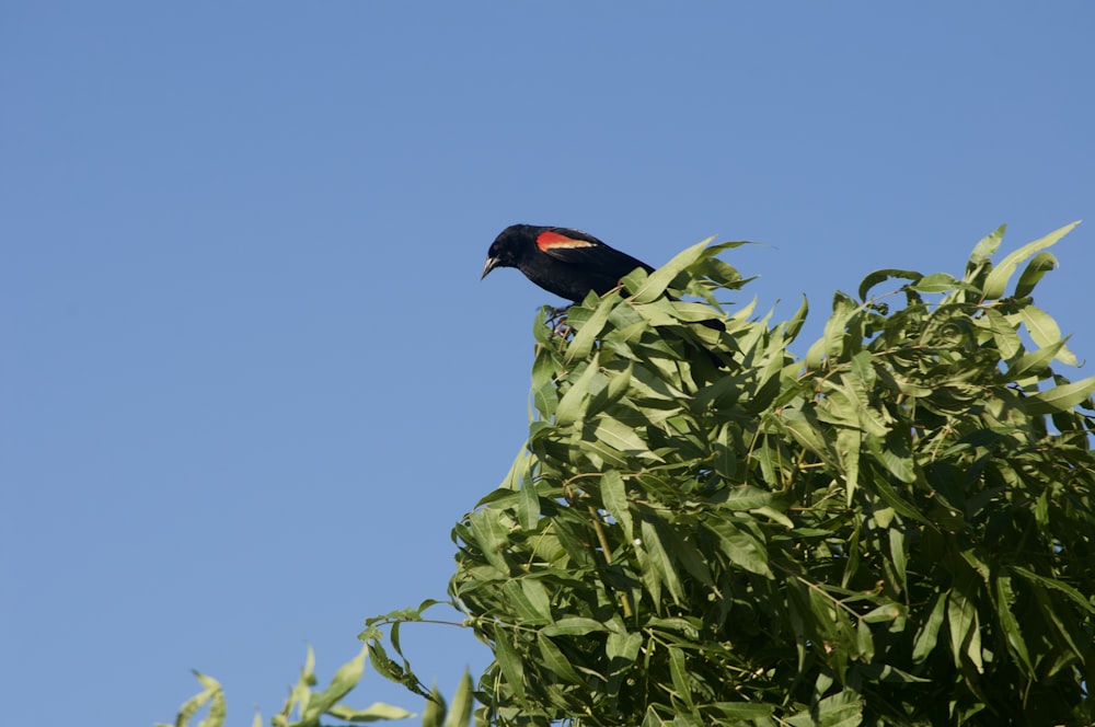 black and red bird on green tree branch during daytime