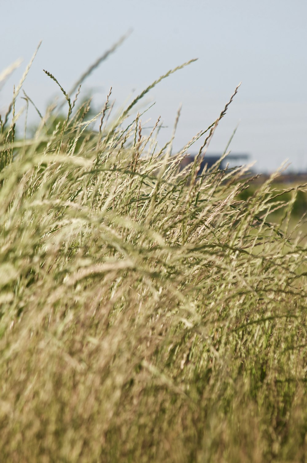 green grass field during daytime