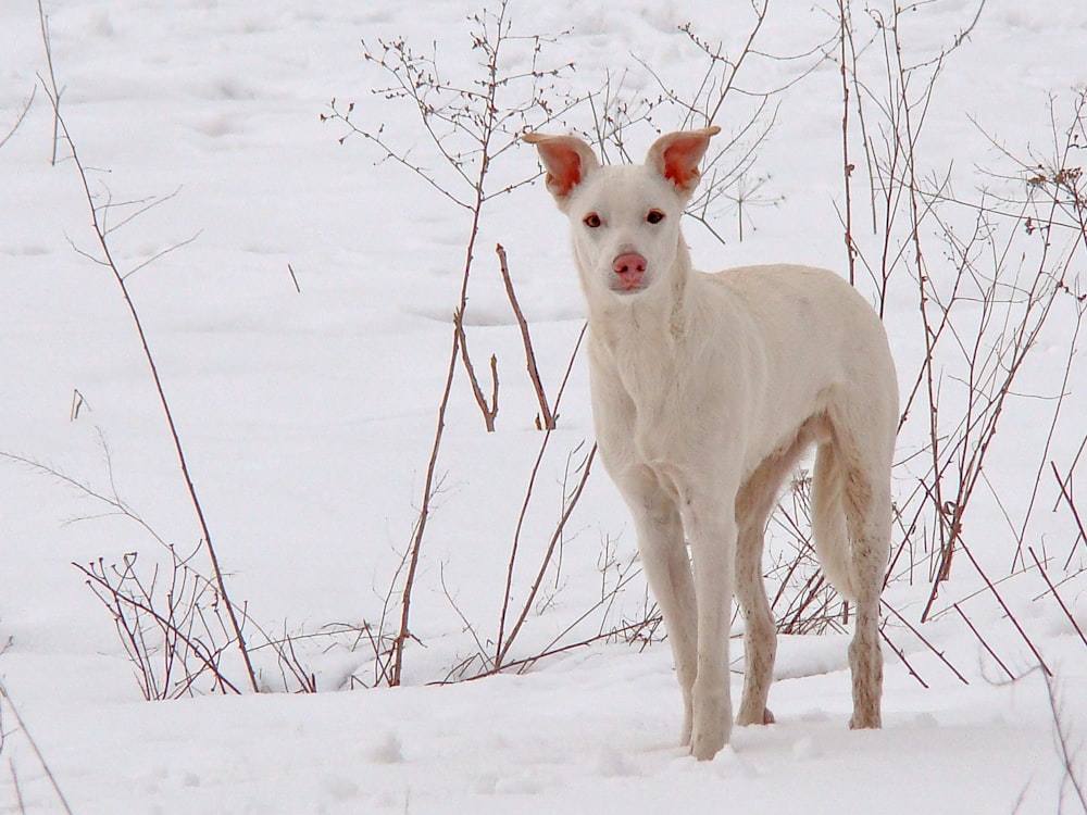 昼間の雪に覆われた地面の白いショートコートの中型犬