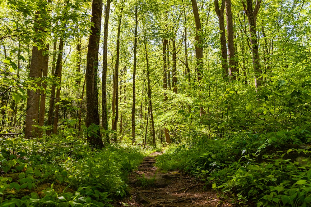 Arbres et plantes verts pendant la journée