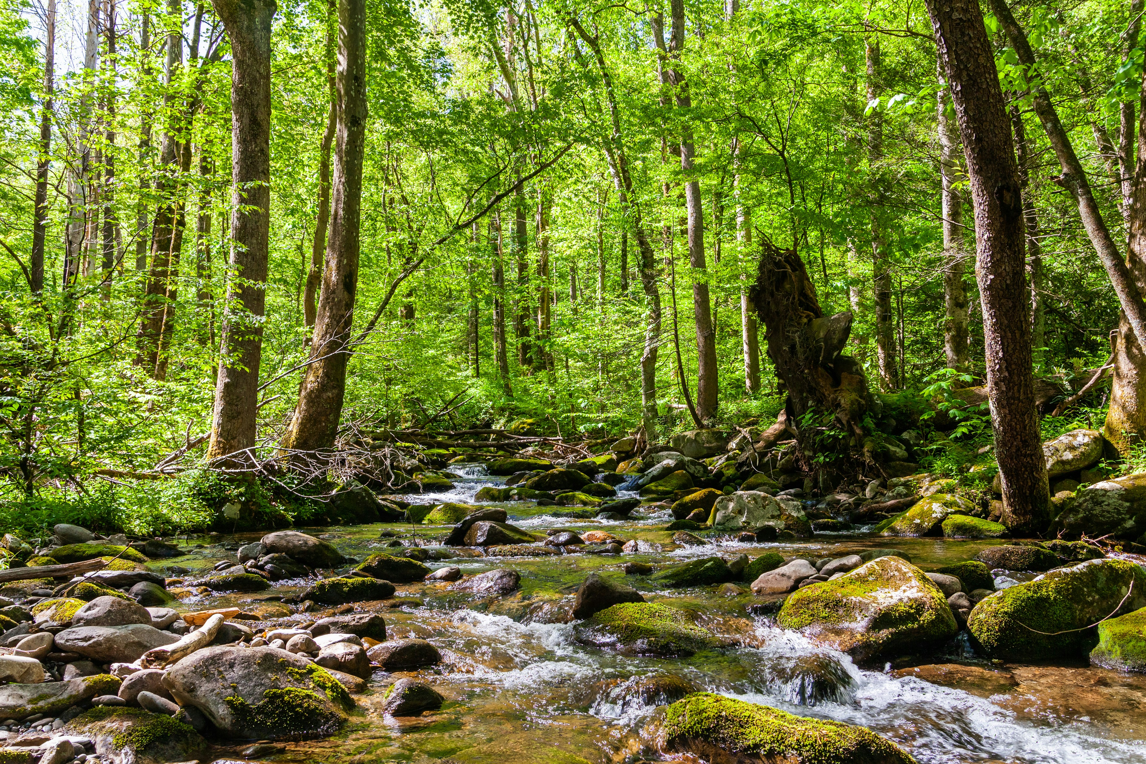 A stream in a forest