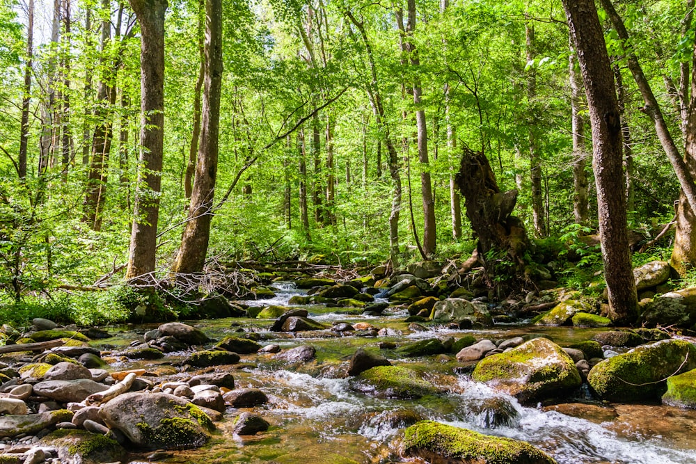 Arbres verts et rivière pendant la journée