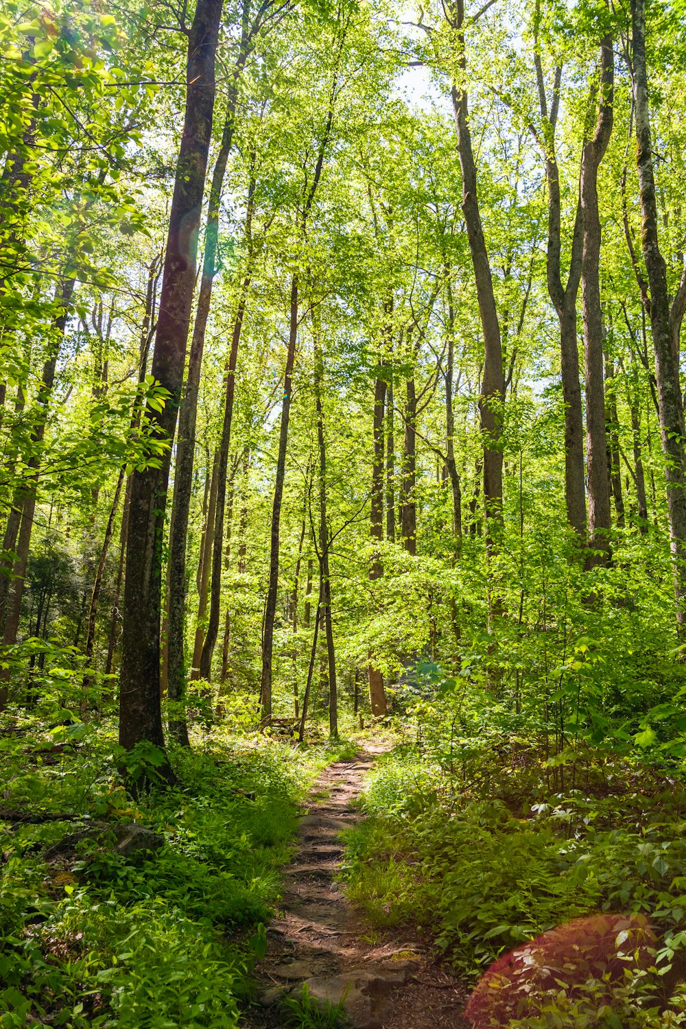 green trees and plants during daytime