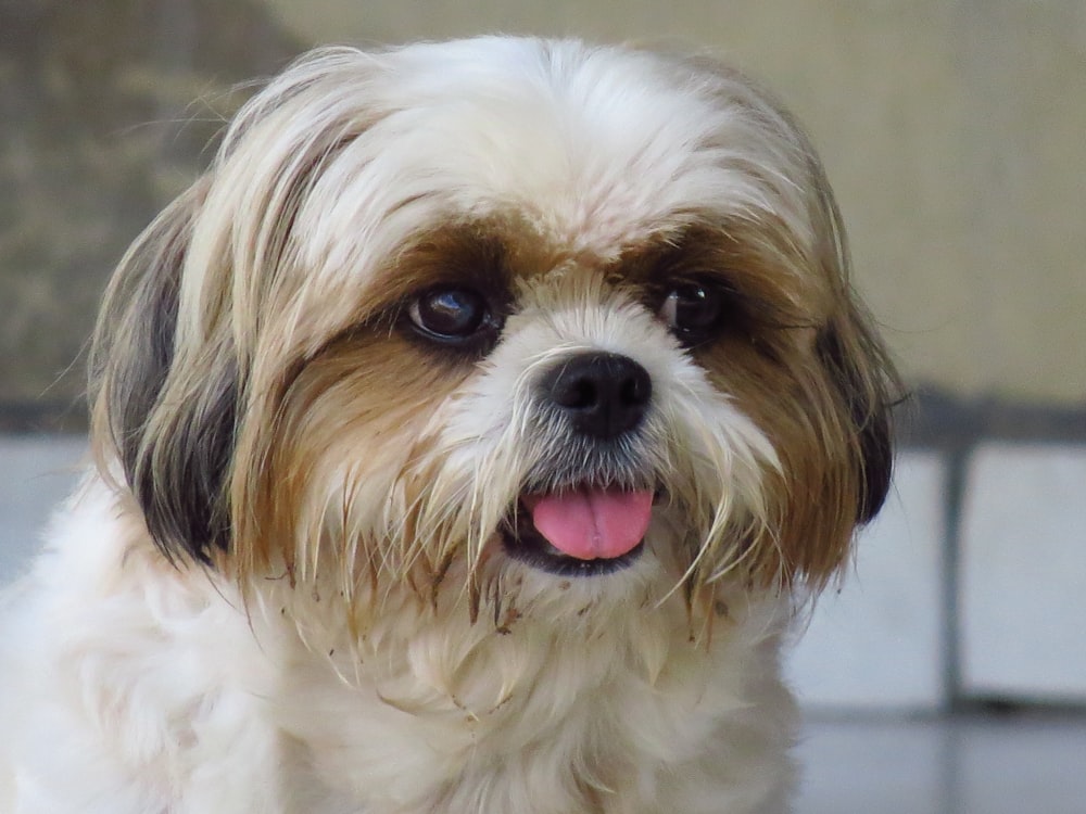 white and brown long coated dog