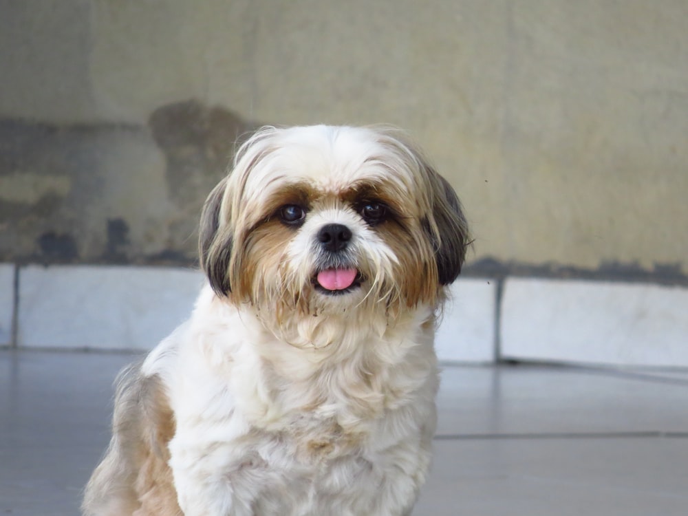 white and brown shih tzu