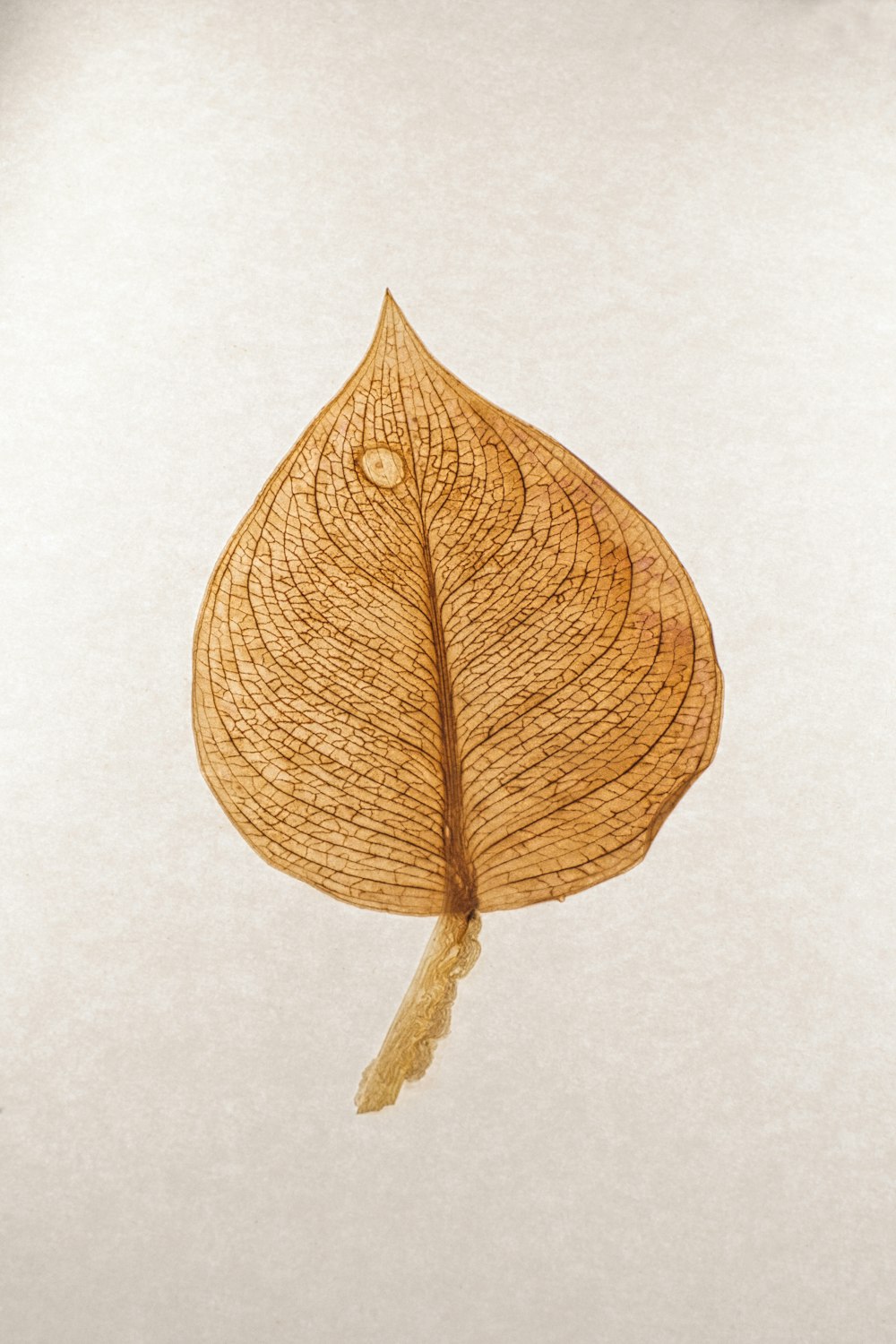 brown leaf on white surface