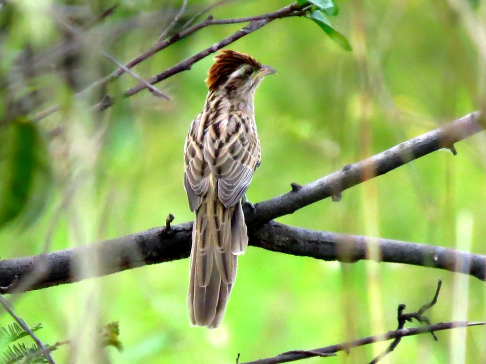 brown bird on tree branch during daytime