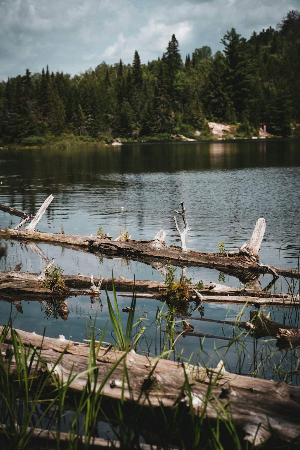 brown wooden log on lake