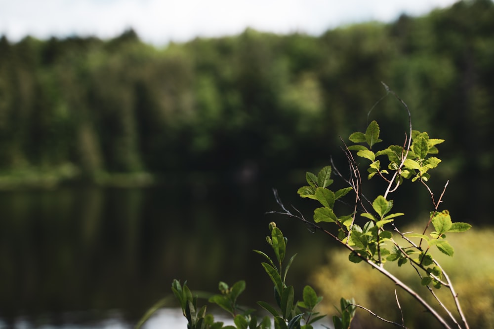 pianta verde vicino allo specchio d'acqua durante il giorno