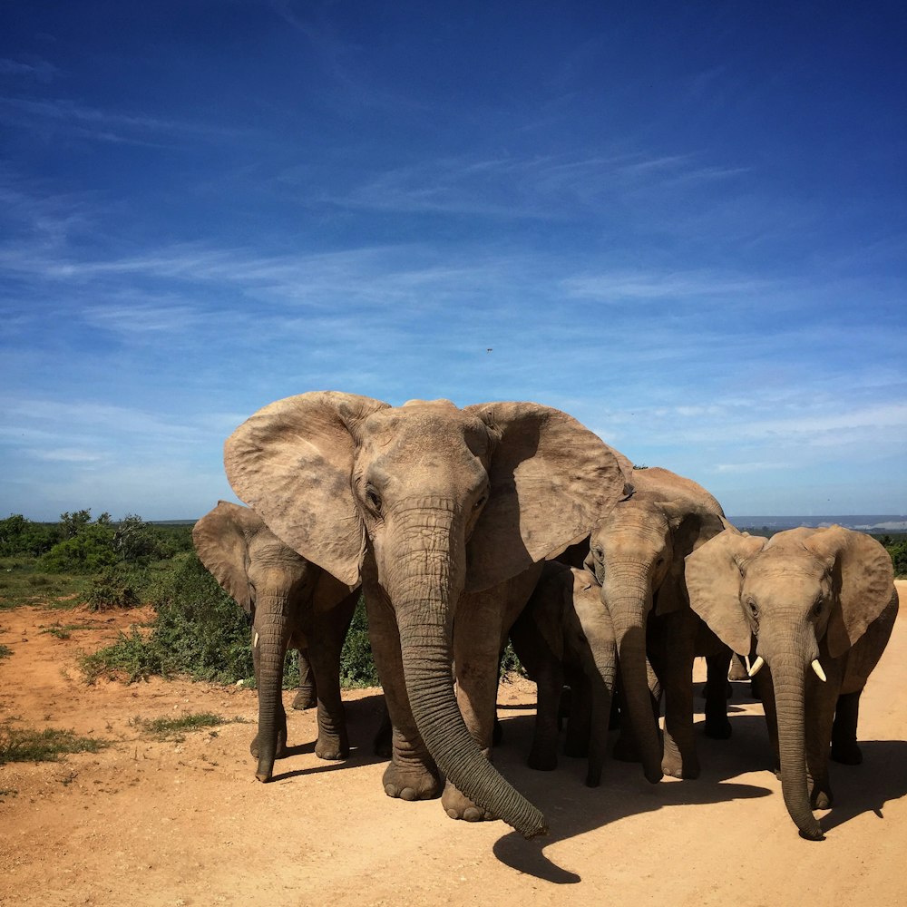 gray elephant walking on brown sand during daytime