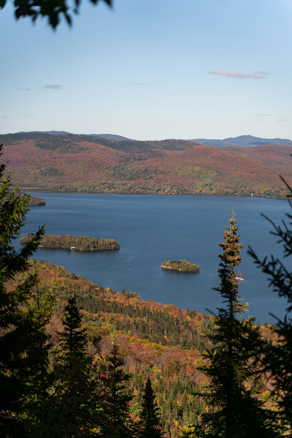 green trees near body of water during daytime