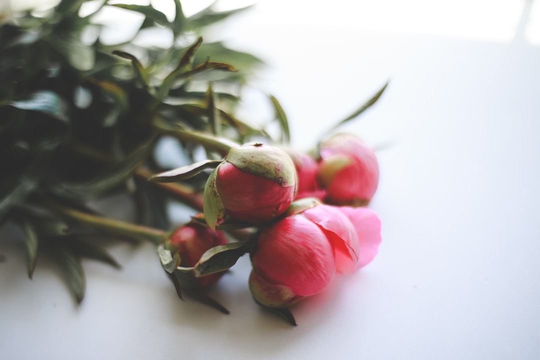 pink flower on white surface