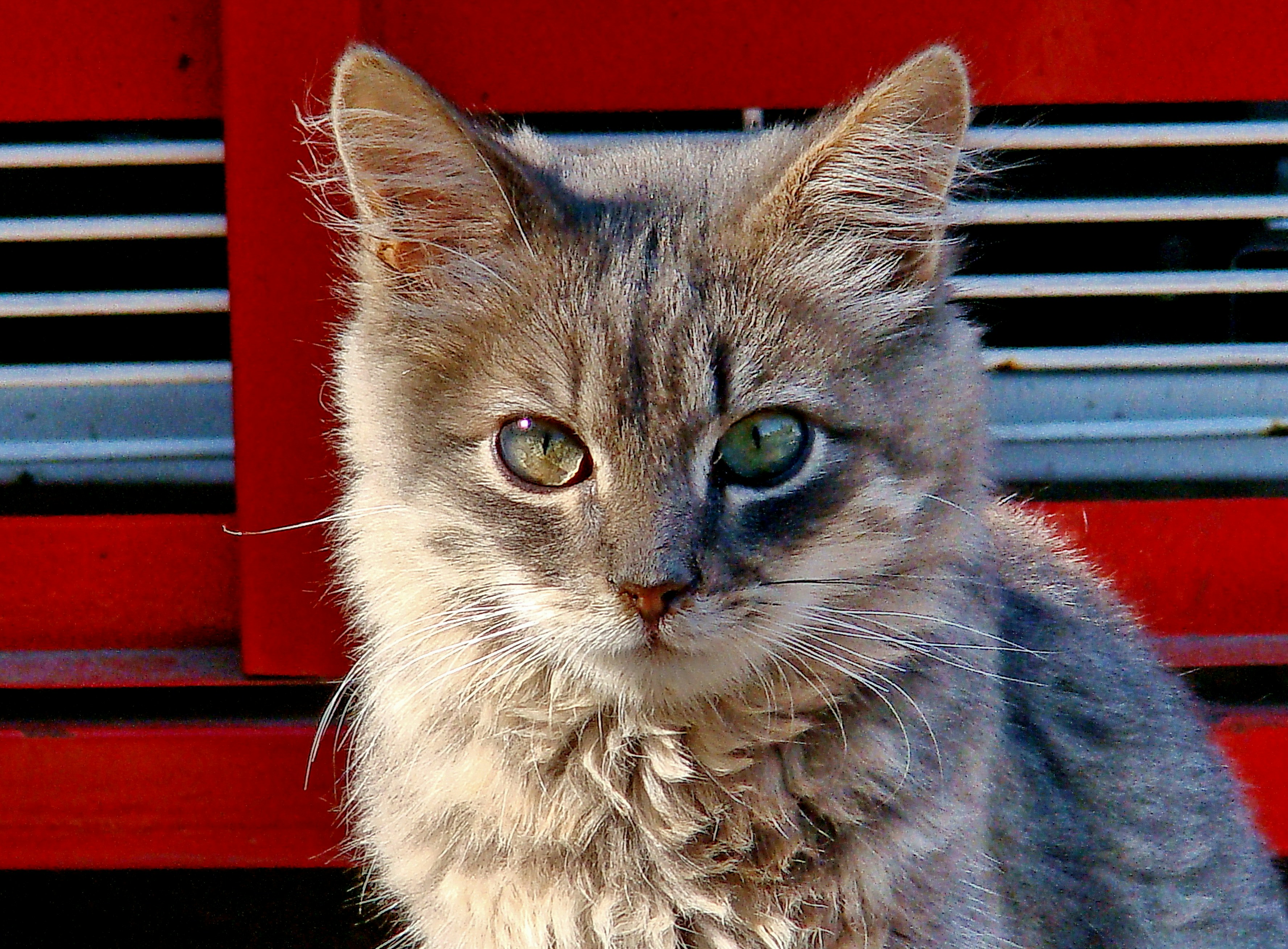 The Myth of the “Aloof Cat” (image credits: unsplash)