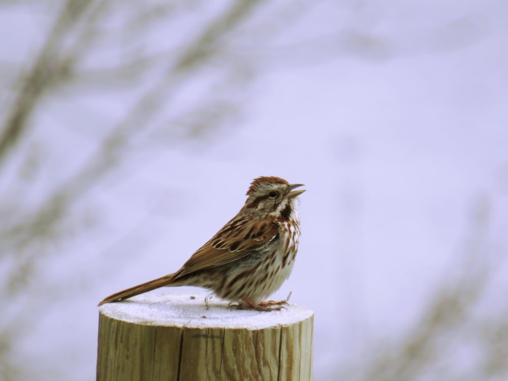 brown bird on brown wooden post