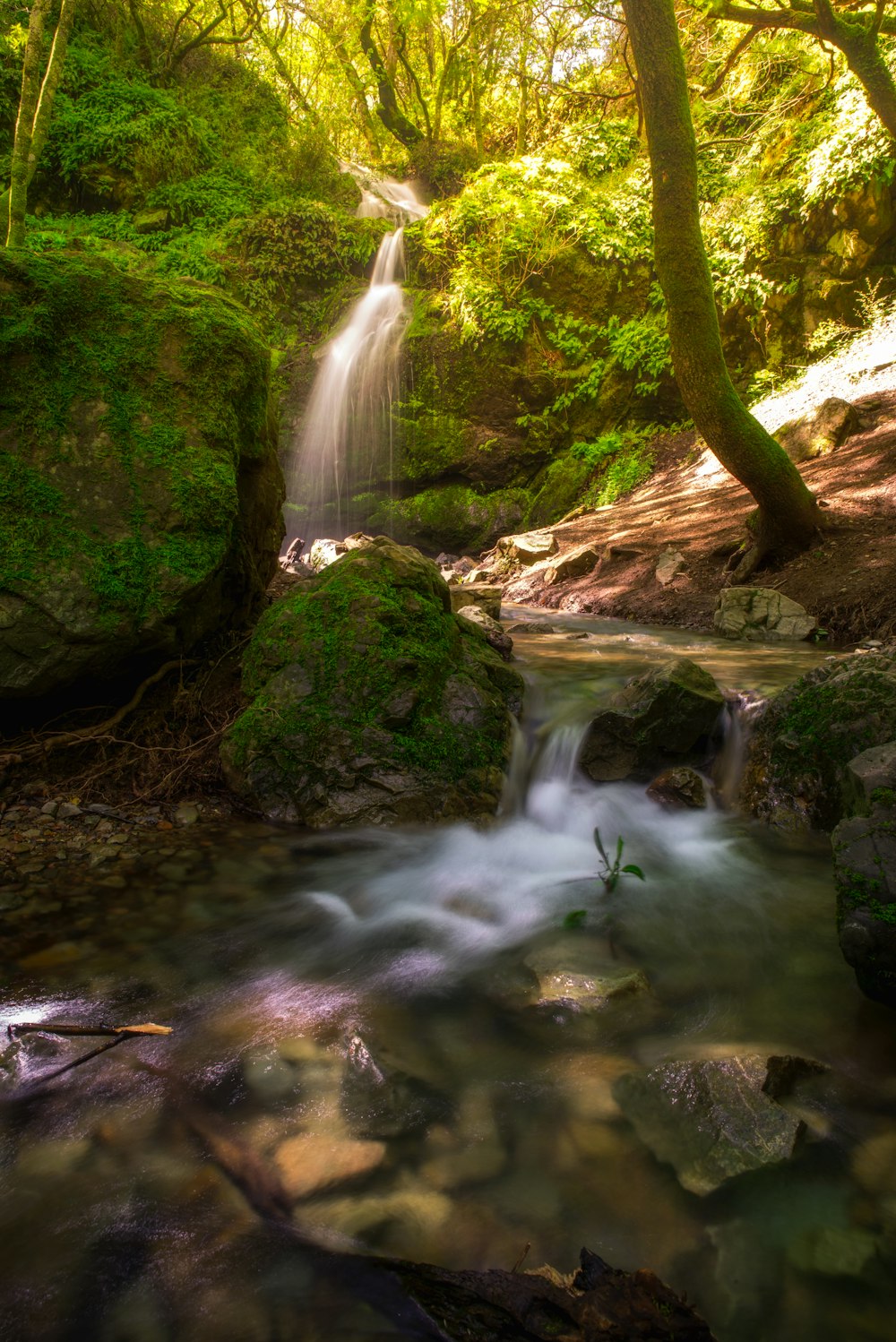 water falls in the middle of the forest