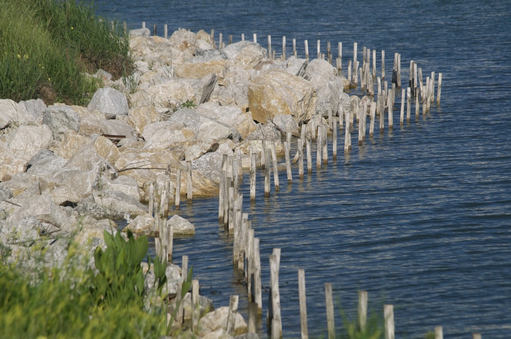 white wooden fence near body of water during daytime