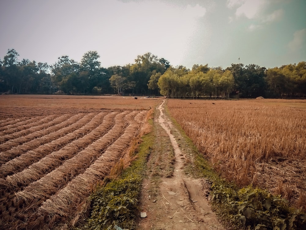 brown field under white clouds during daytime