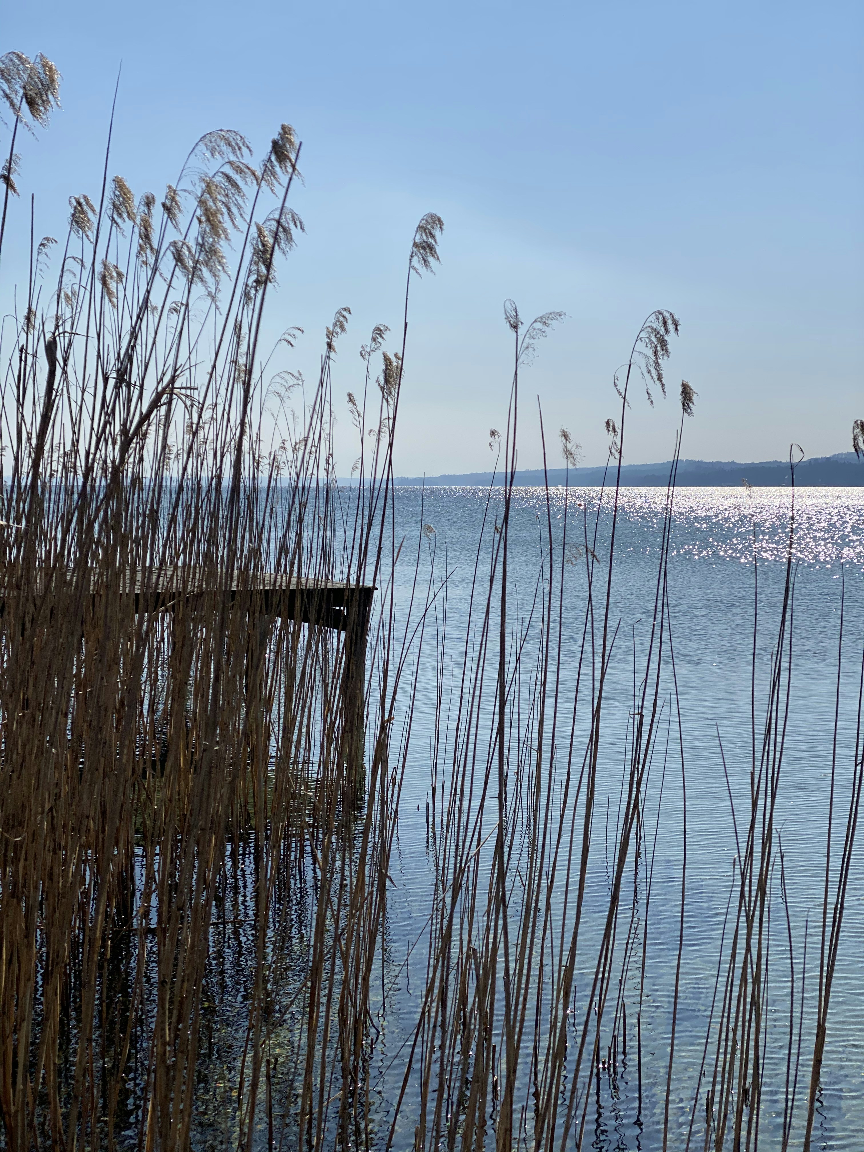 昼間のビーチの茶色の草の写真 Unsplashで見つけるschiffbauerweg の無料写真