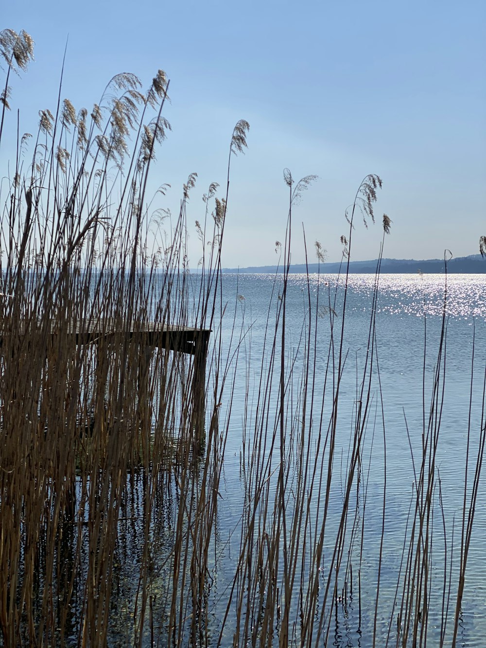 brown grass on beach during daytime