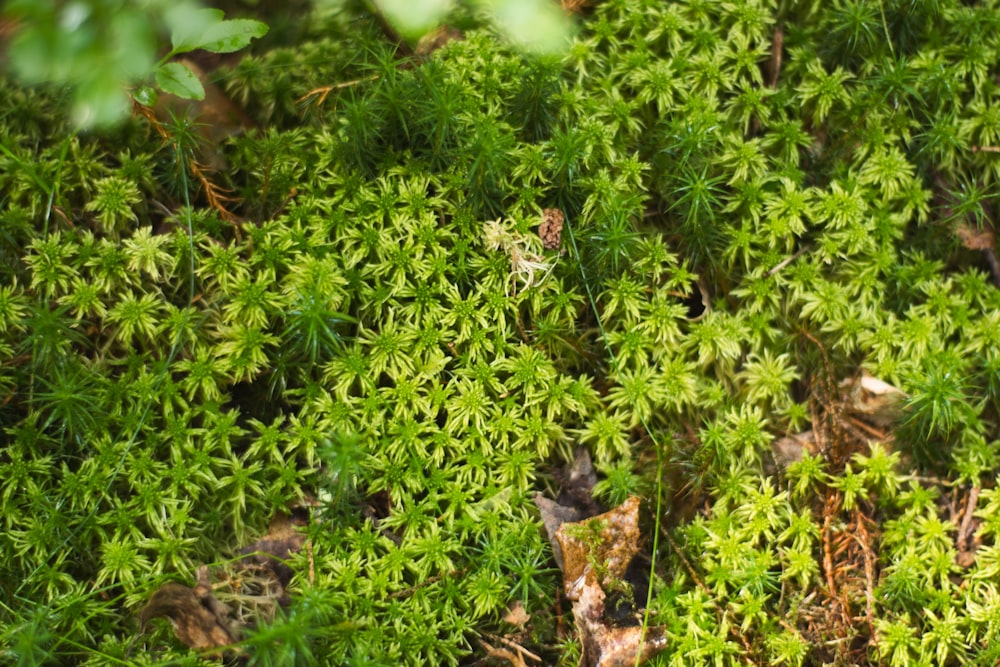 green grass with water droplets