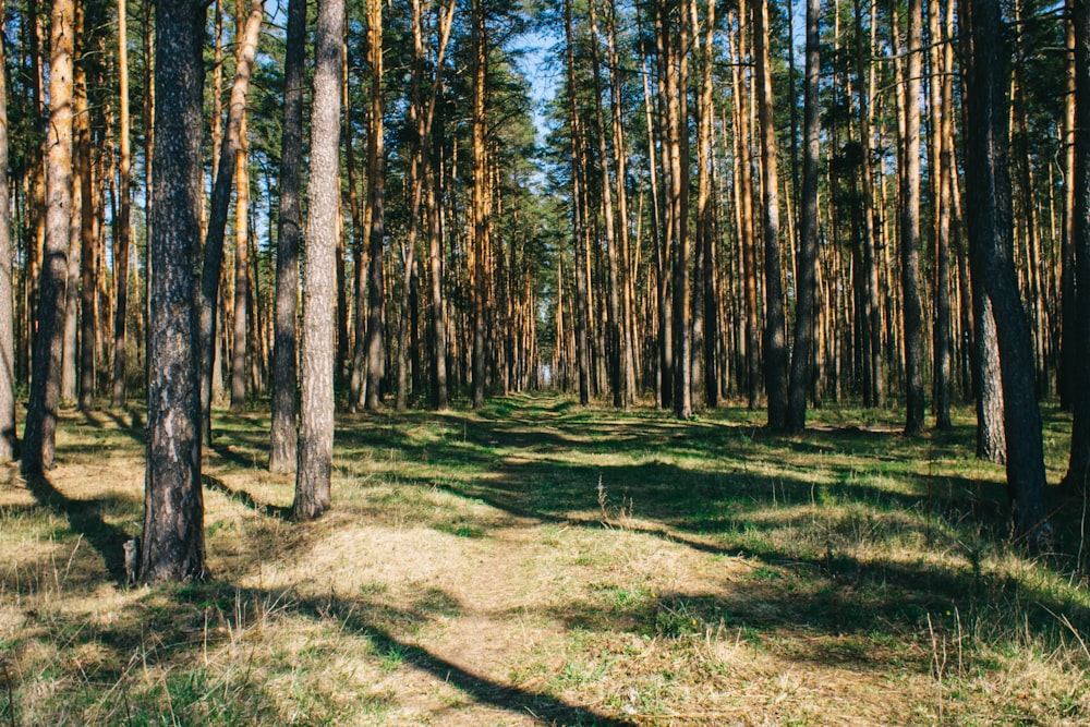 green grass field with trees during daytime