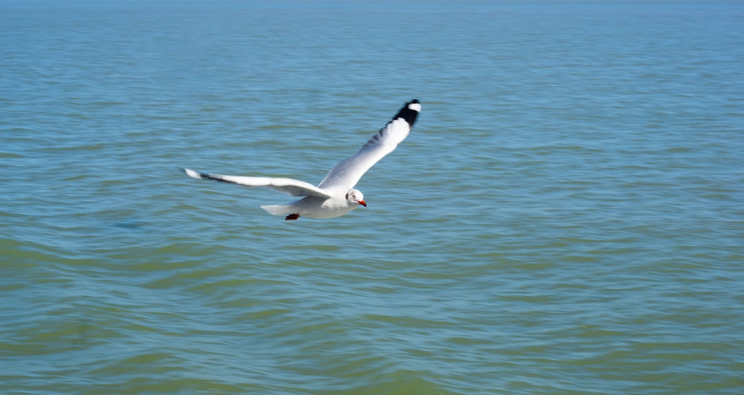 white bird flying over the sea during daytime