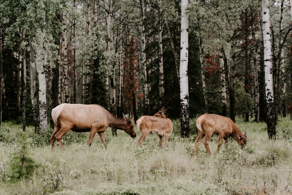 brown deer on green grass field during daytime