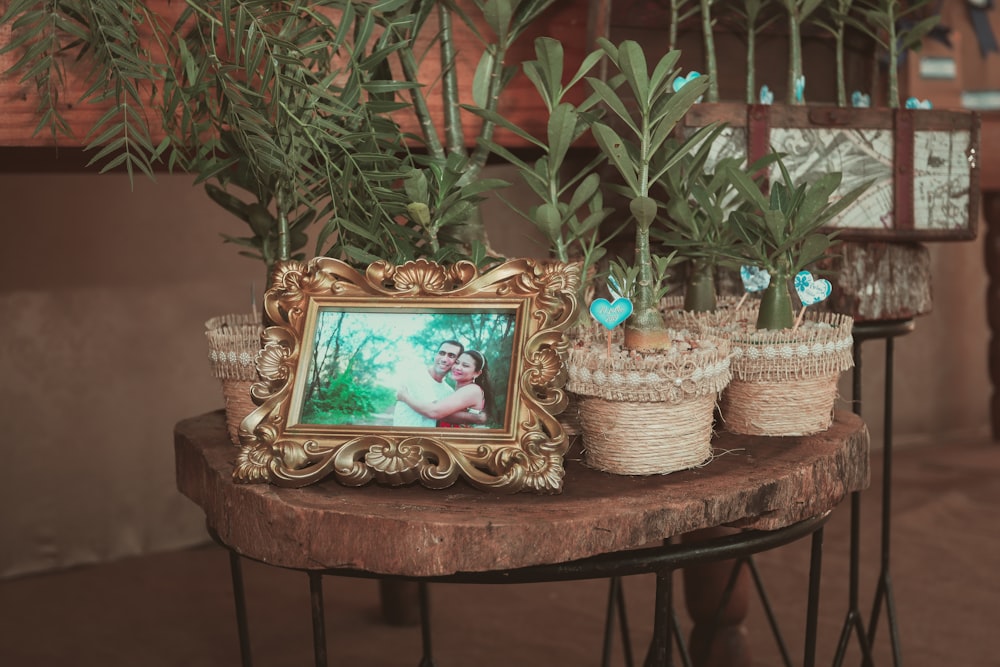 green and brown plant on brown wooden table