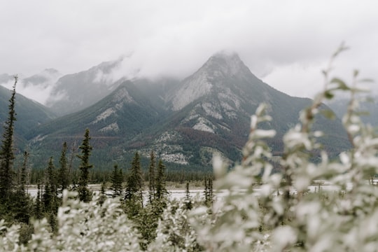 green trees on snow covered mountain during daytime in Jasper National Park Canada