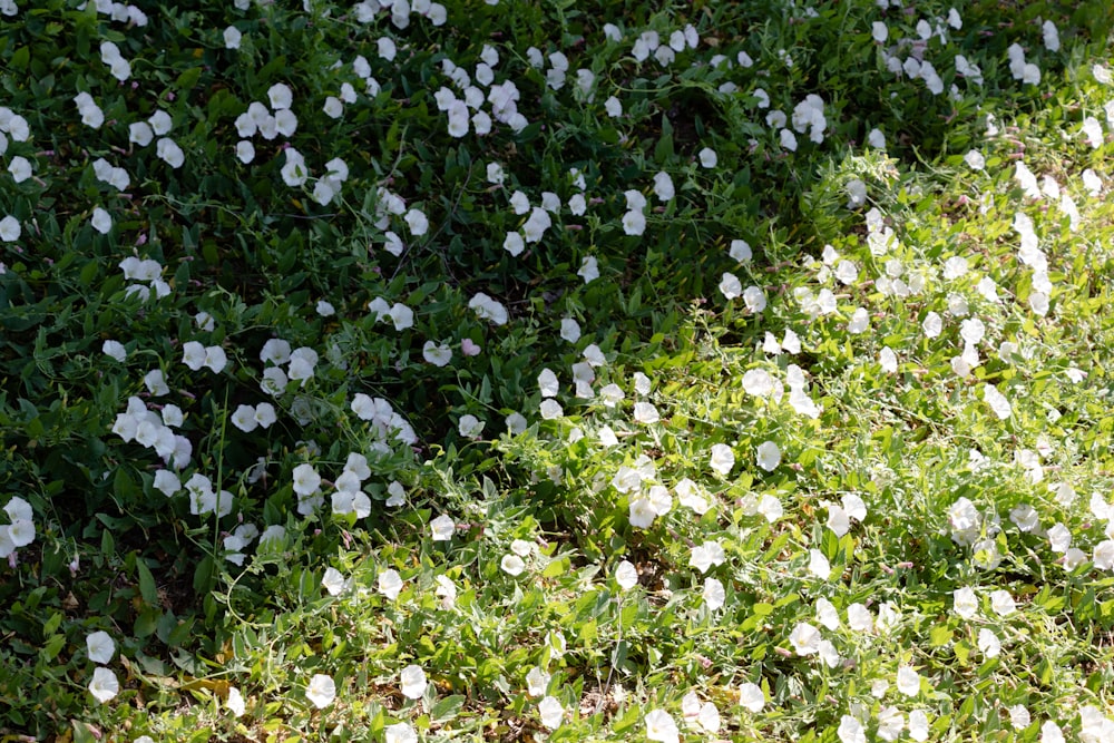 pétalos de flores blancas y moradas