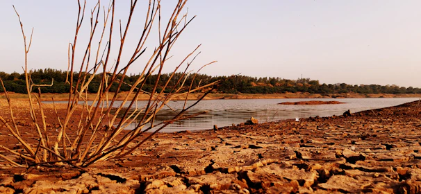 A dry, cracked earth foreground with a sparse plant in focus. In the background, a shallow body of water extends towards a distant treeline under a clear sky. The colors are warm, suggesting a sunset or sunrise.