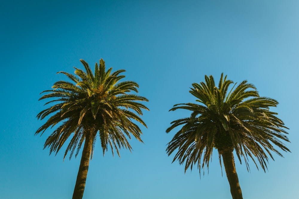 green palm tree under blue sky during daytime