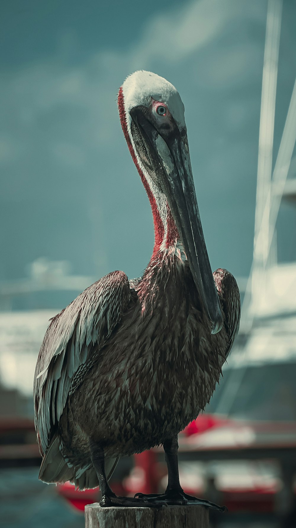 brown pelican flying during daytime