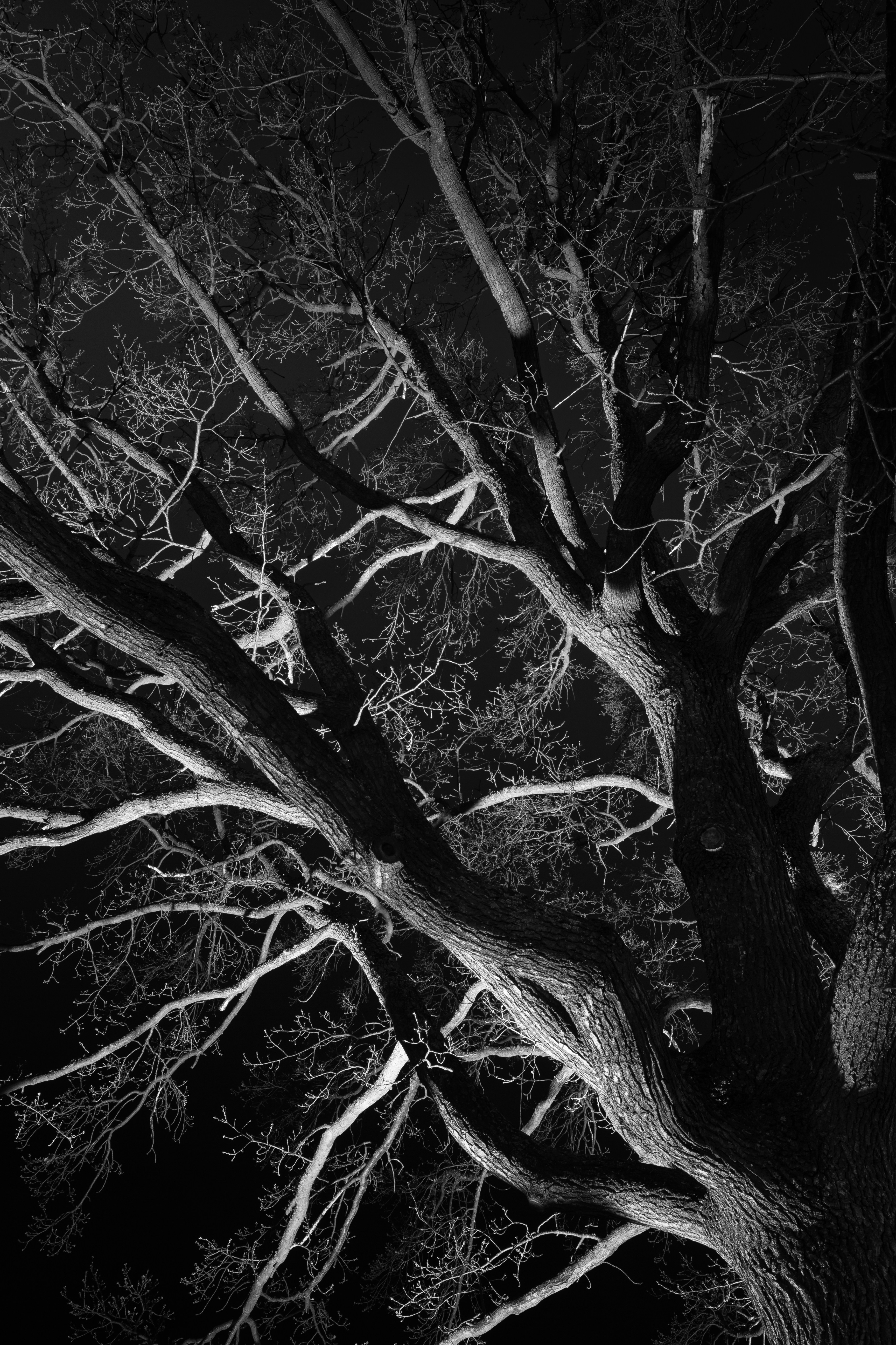 grayscale photo of leafless tree