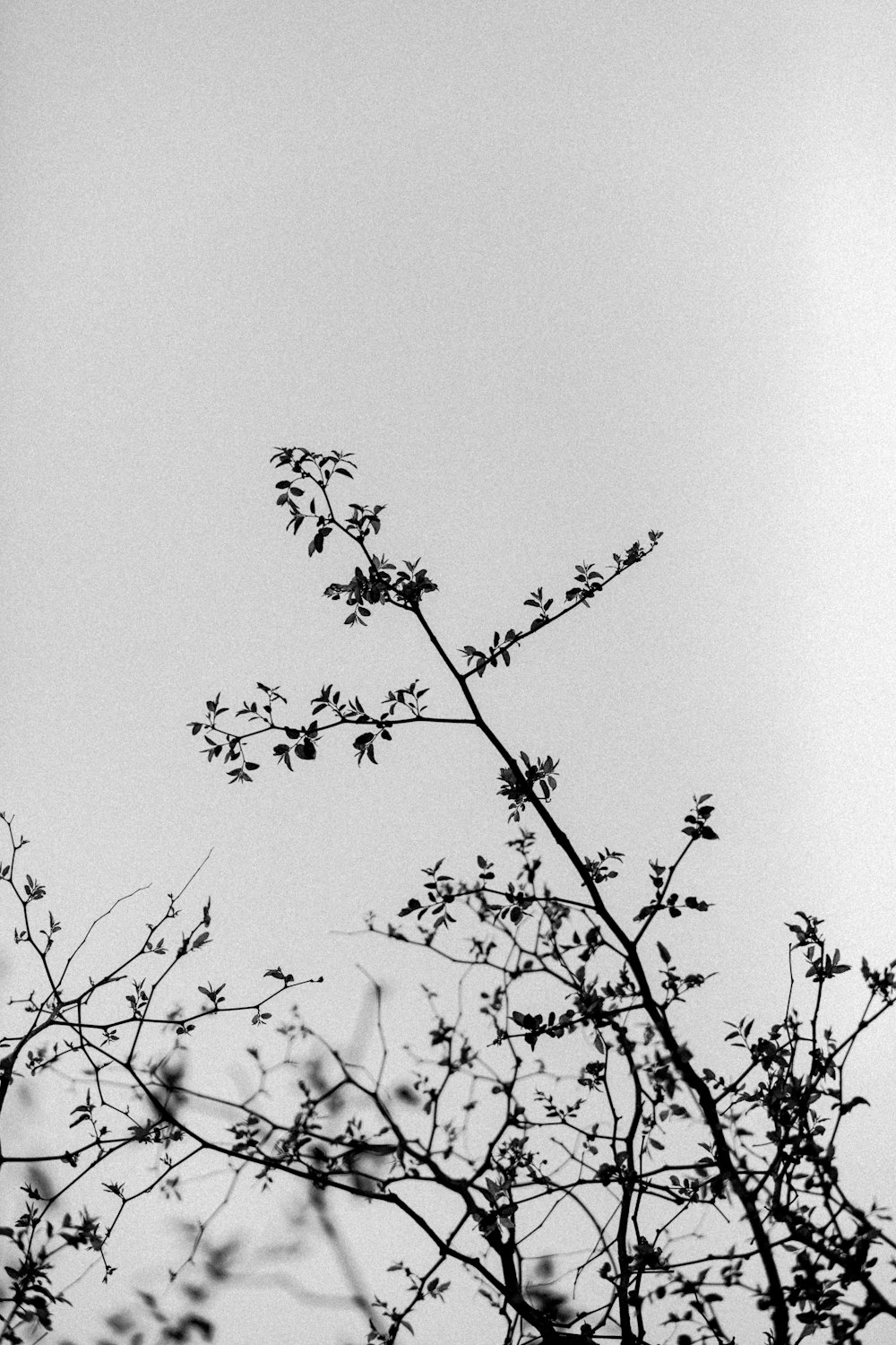 black tree branch in grayscale photography