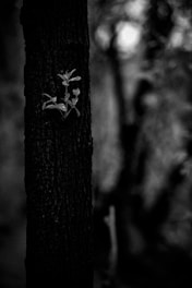 A before-and-after comparison showcasing background removal results.